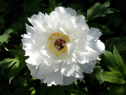 Paeonia suffruticosa, 'White Goose of Shimane' Japanese tree peony